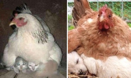 30 Mom hens who accepted their babies with a warm place to rest
