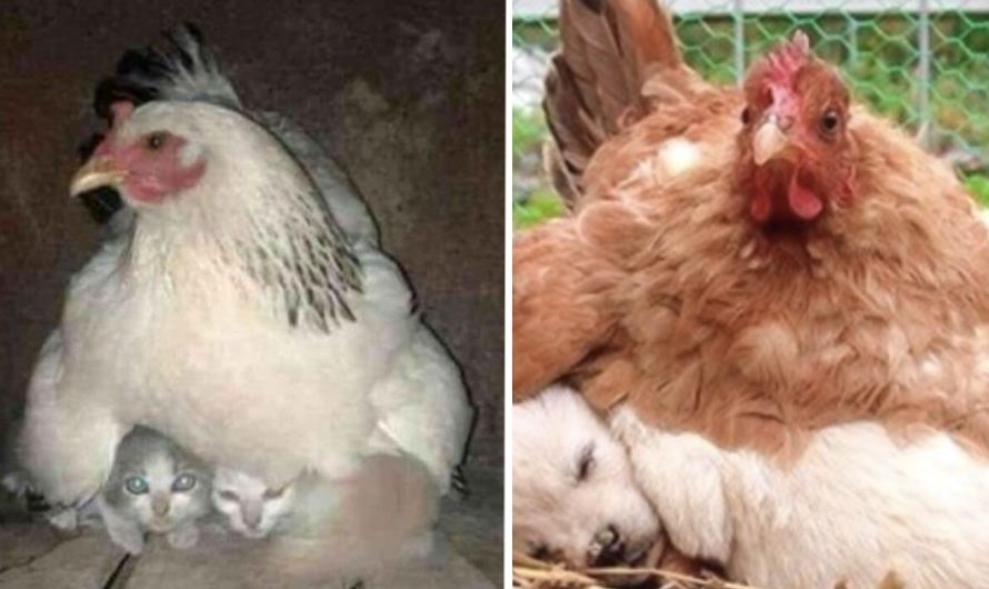 30 Mom hens who accepted their “strange” babies with a warm place to rest