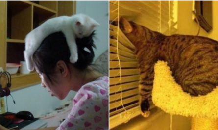 30 Pics That Prove Cats Can Sleep Practically Anywhere.