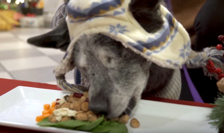 30 homeless pets have a holiday feast and feeling love for the first time