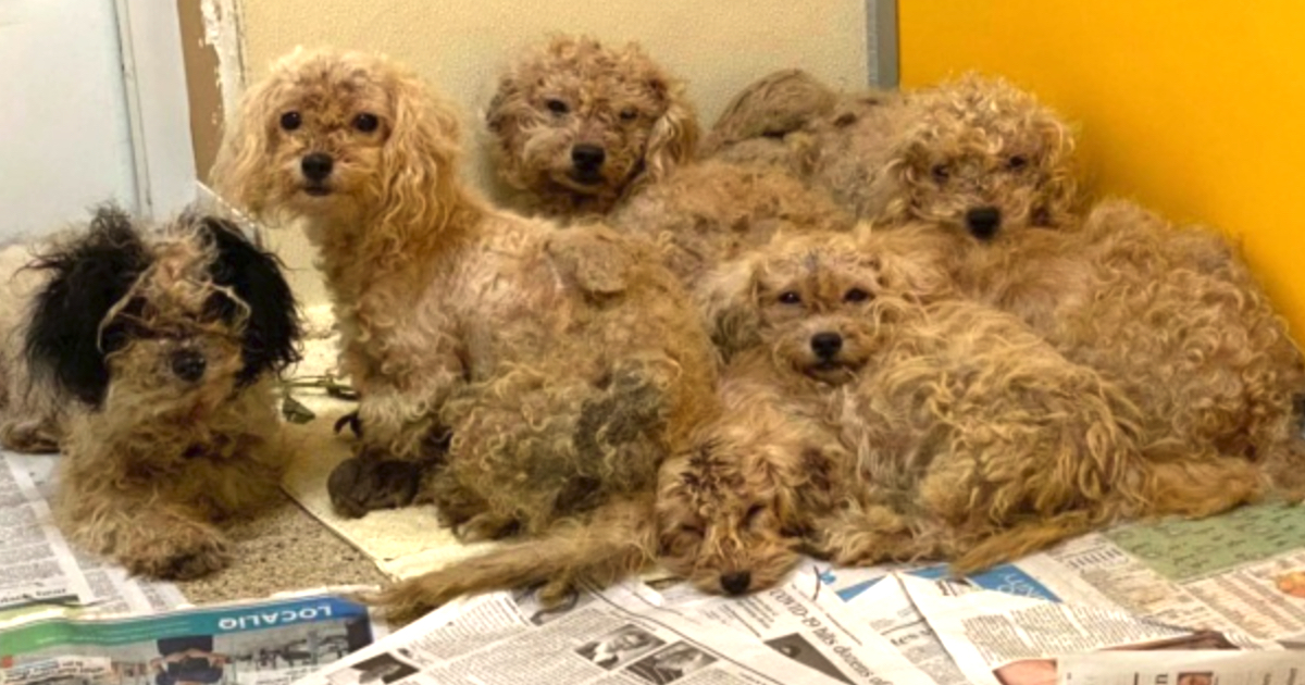 34 Sick Dogs Found Cramped Up In A Home Filled With Fleas And Parasites