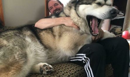 50 Dogs That Don't Understand Exactly How BIG They Are