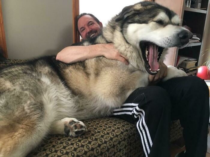50 Dogs That Don't Understand Exactly How BIG They Are