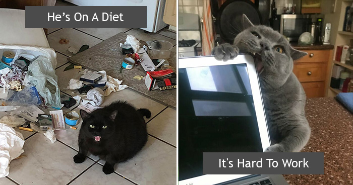 50 Funny Photos That Prove Cats Are The Biggest Jerks