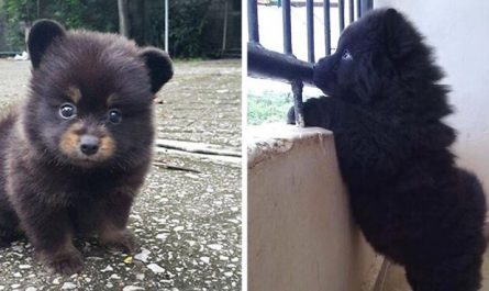 50 Puppies That Are Very Lovable To Be Real