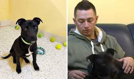 8 Month Old Pit Bull Wakes Up After Being Euthanized For A Second Chance At Life