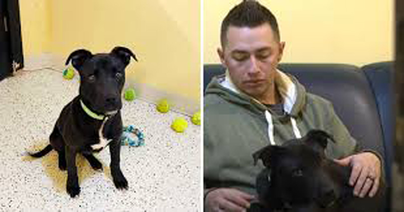 8 Month Old Pit Bull Wakes Up After Being Euthanized For A Second Chance At Life