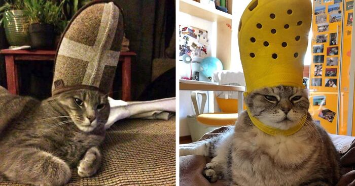 A Slipper On Your Pet's Head Can Make Them Look Like The Pope, And Here Are 30 Pics To Prove It