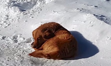 Abandoned Dog Had Just The Snow Pile Under Her To Sleep On