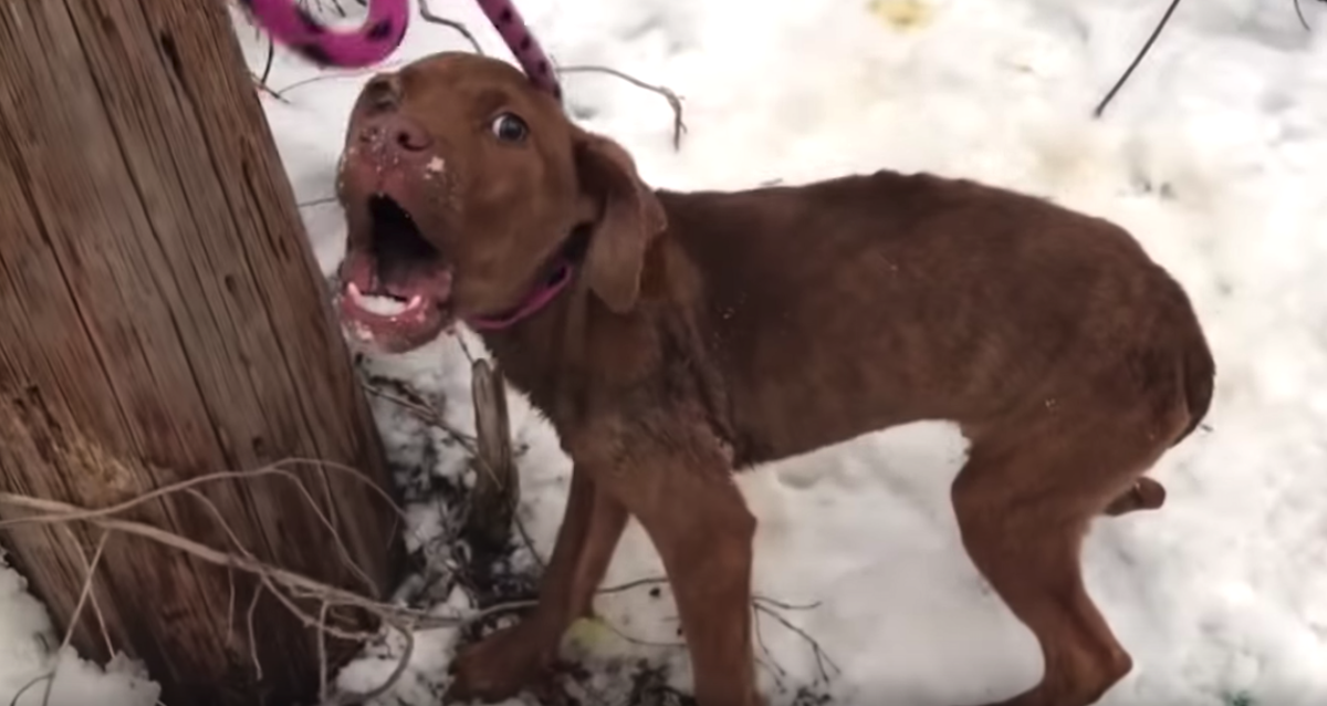 Abandoned Pup Shivering In The Cold Cries Out In Worry As Rescuer Approaches