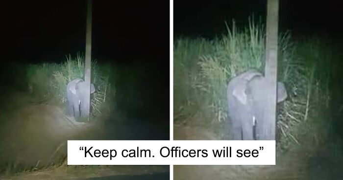 Adorable Baby Elephant Gets Caught Eating Sugarcane, Tries To Hide Behind A Narrow Light Pole