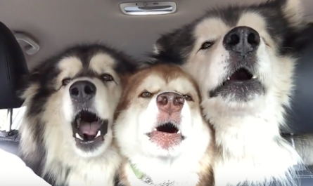 Alaskan Malamutes On Their Way To Get Groomed Begin Singing The Song Of Their People.