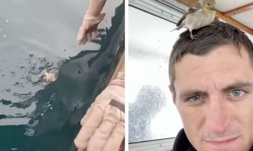 Boat Crew Comes To The Rescue Of A Little Bird Who Was Lost At Sea.