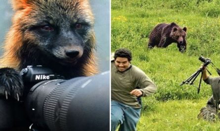 Camera Shy Creatures Who Truly Really Did Not Want Their Photos Taken