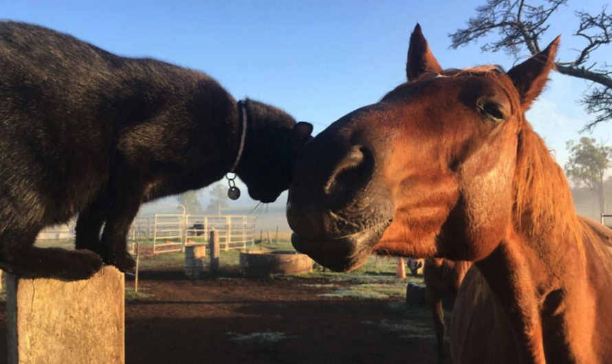 Cat And Horse Best Friends Of 7 Years Have Wonderful Morning Routine
