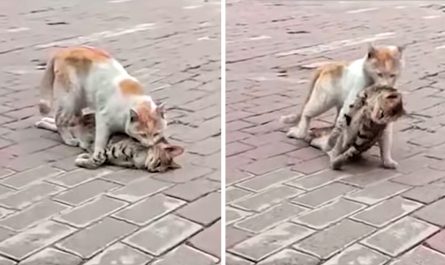Cat Drags Friend's Lifeless Body To Nearby Shelter To Attempt To Get Help
