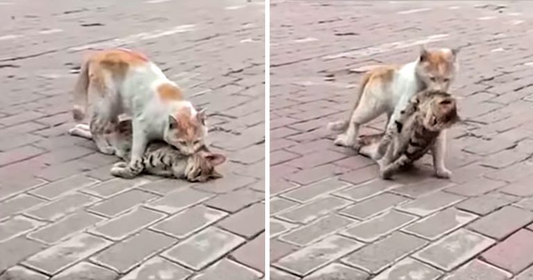 cat-drags-friend-s-lifeless-body-to-nearby-shelter-to-attempt-to-get-help