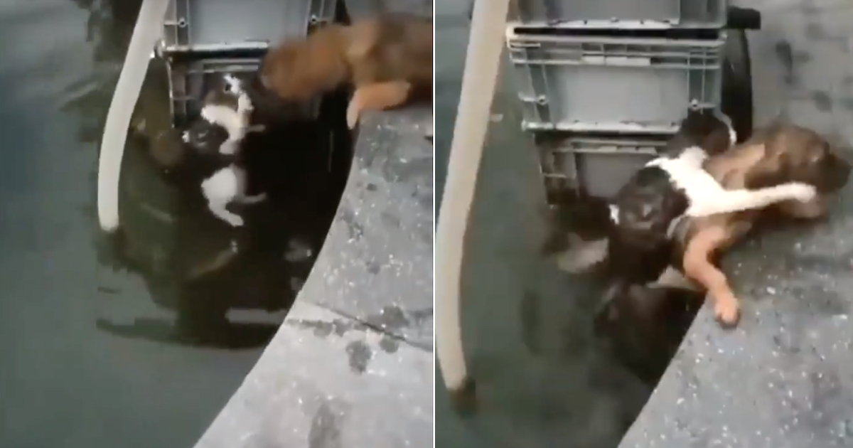Cat Gets Help, Dog Jumps In Water To Save Her