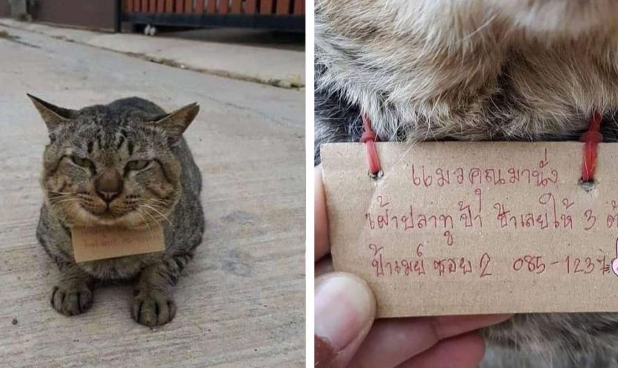 Cat Goes On Journey And Returns Home With A Notice Around His Neck.