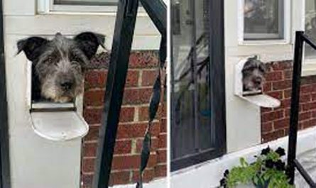 Clever Dog Uses The Mail Box To Welcome People In The Neighborhood