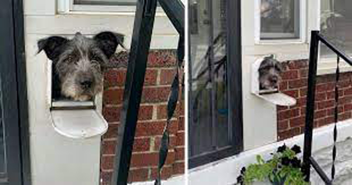 Clever Dog Uses The Mail Box To Welcome People In The Neighborhood