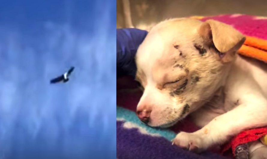Construction Workers Listen to A Puppy’s Cries From Above Equally As A Hawk Decrease Him