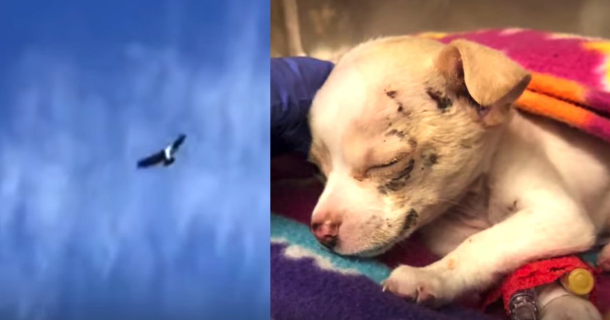 Construction Workers Listen to A Puppy's Cries From Above Equally As A Hawk Decrease Him