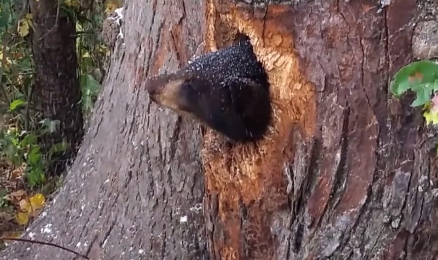Crying Noises Throughout The Night Led A Lady To Cubs Stuck In A Tree