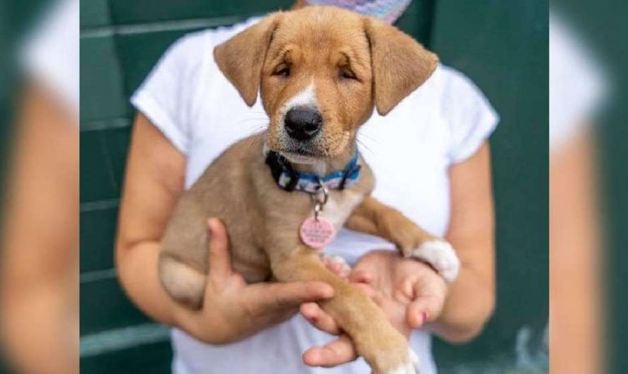 Cute Stray Puppy Was Born With A Permanent Squint