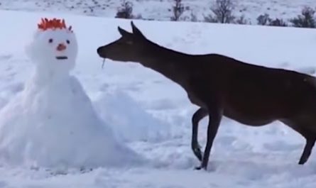 Deer Comes Across Snowman, Devours It Completely