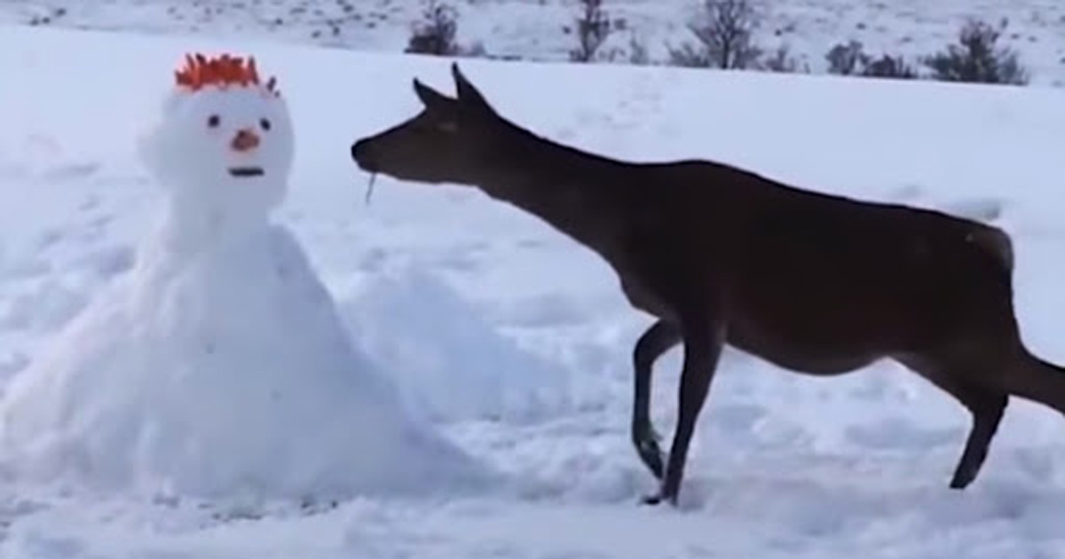 Deer Comes Across Snowman, Devours It Completely