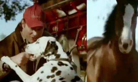 The Budweiser Super Dish commercials have always been popular thanks to the famous Clydesdales. The stunning monsters have a way of capturing a viewers unlike anything else! For this one, we go all the way back to 2009.