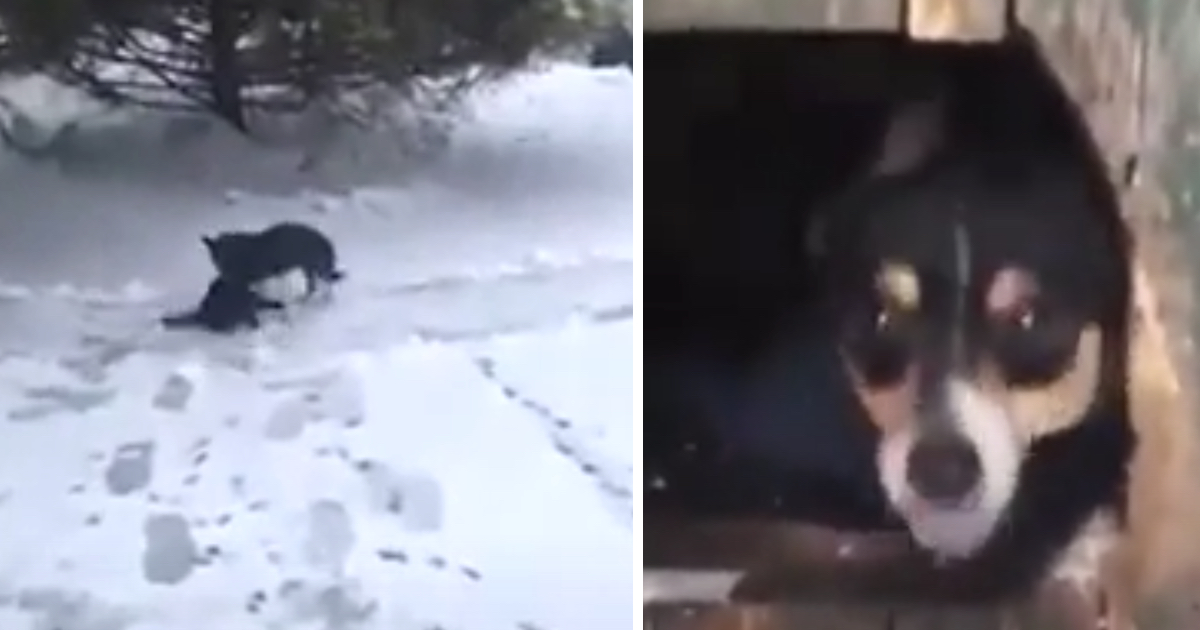 Dog Finds Cat Freezing In The Snow And Drags Her To Safety