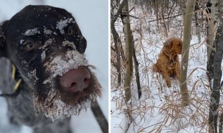 Dog Follows His Nose To A Lost Pup In The Snowy Woods