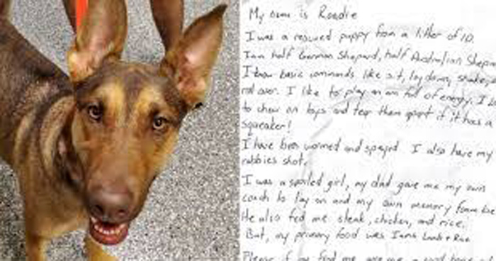 Dog Found Walking The Street With A Note In A Bottle On Her Collar