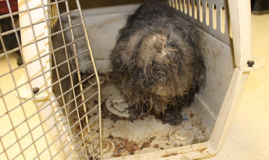 Dog Found With Cockroaches Using Her Fur As A Nest