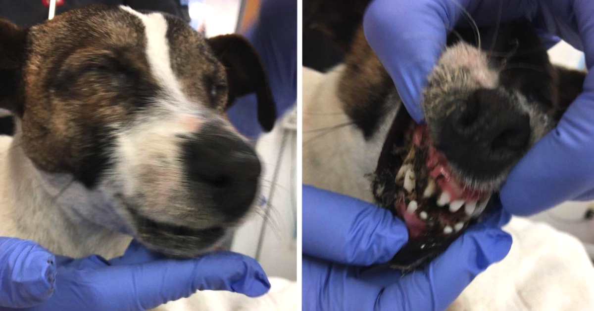 Dog Left On The Road With Her Eyes And Also Mouth Glued Shut