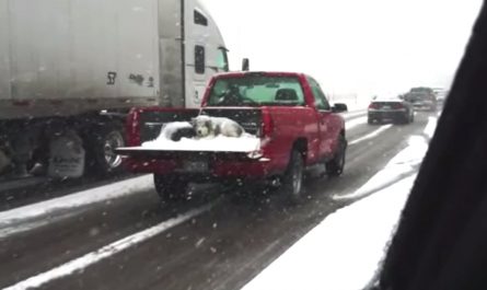 Dog Seen Covered In Snow In An Open Vehicle Bed Driving Down The Road.