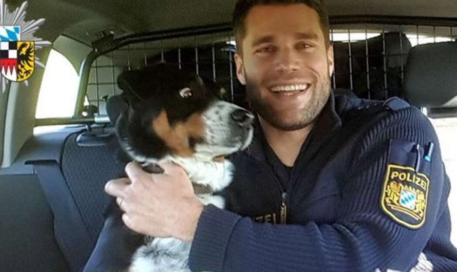 Dog Who Snuck Far From Home Can’t Believe That He Simply Got ‘Arrested’.