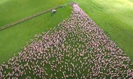 Dogs Confining Numerous Sheep Via A Solitary Entrance Is Mesmerizing Work