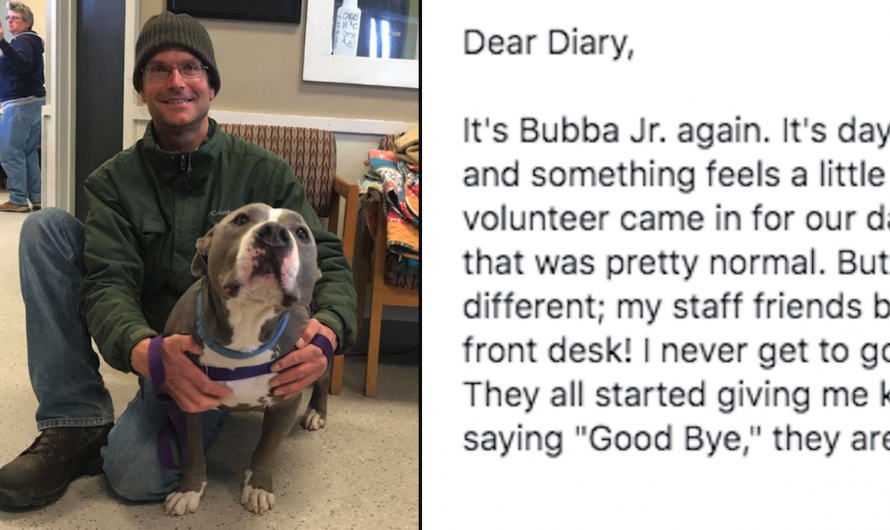 Dog’s Journal Entry On Day 94 At The Shelter Describes His Favorite Volunteer Taking Him Home