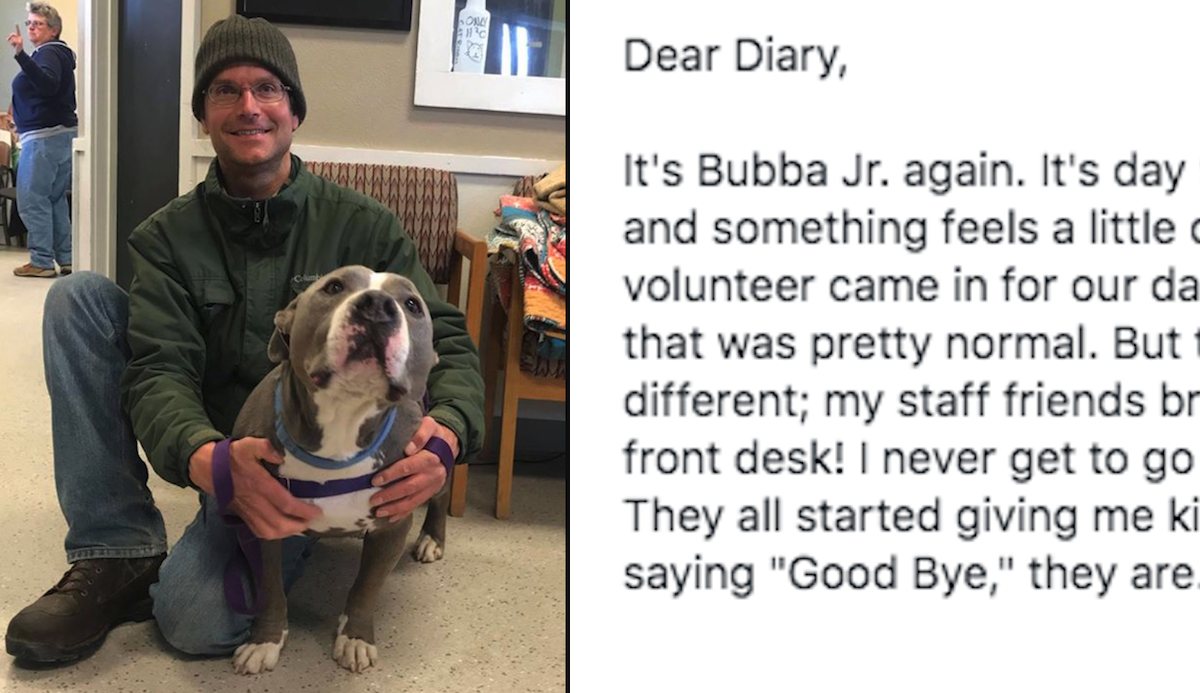 Dog's Journal Entry On Day 94 At The Shelter Describes His Favorite Volunteer Taking Him Home