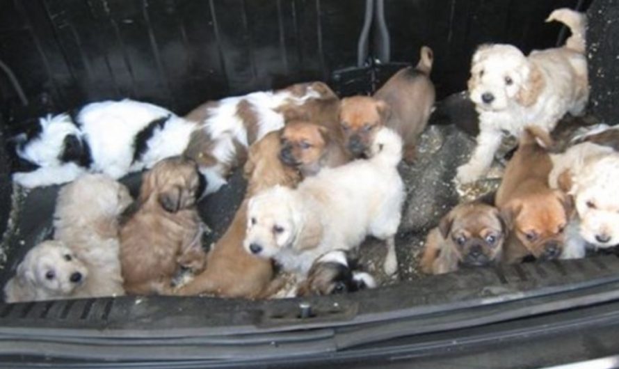 Dozens Of Puppies Found Huddled Up And Also Confused In Somebody’s Trunk
