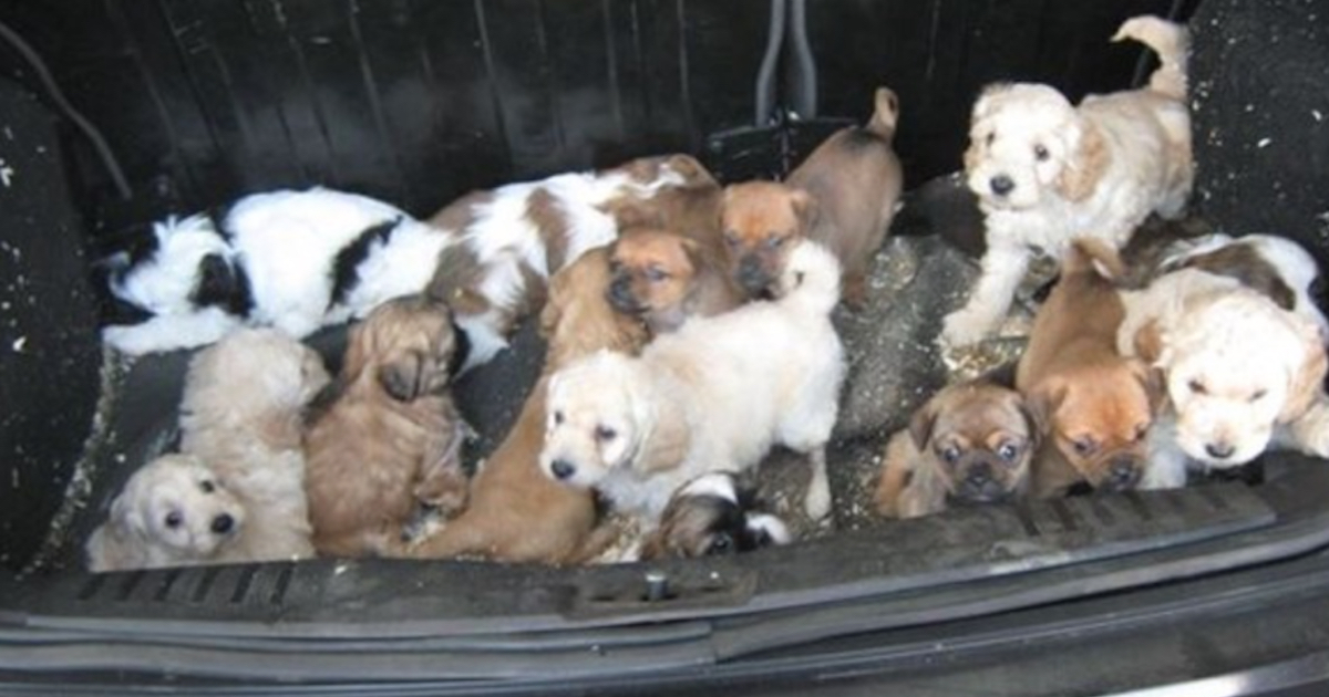 Dozens Of Puppies Found Huddled Up And Also Confused In Somebody's Trunk