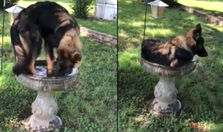Family Sees Their Dog Staying Cool Outdoors In The Birdbath