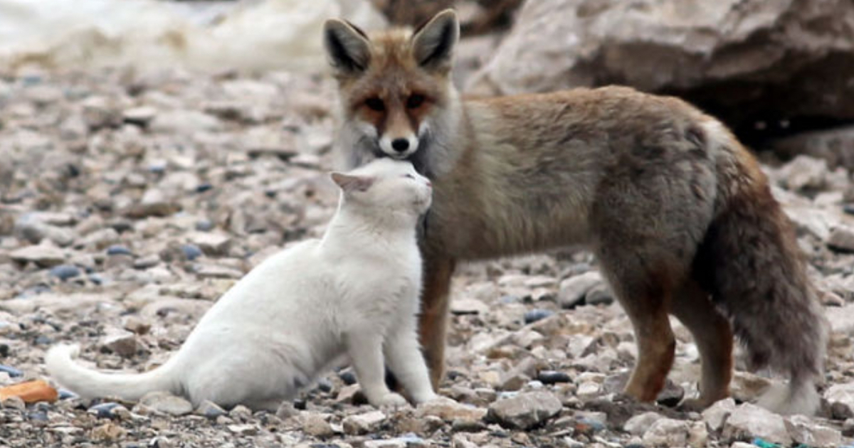 Fisherman Stumbles Upon Fox And Cat Together Out In The Wild
