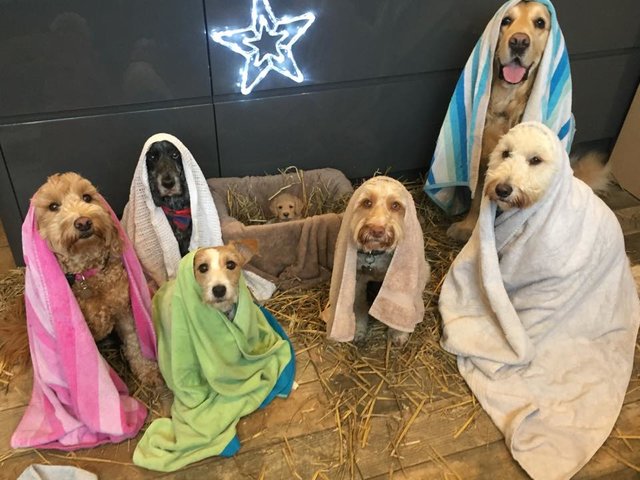Freshly Groomed Dogs Pose In Their Extremely Own Version Of The Nativity Scene
