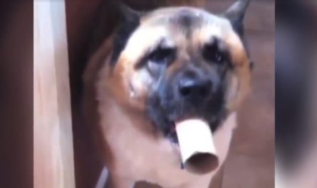Funny Dog Uses Toilet Paper Roll As Loudspeaker For His Howls