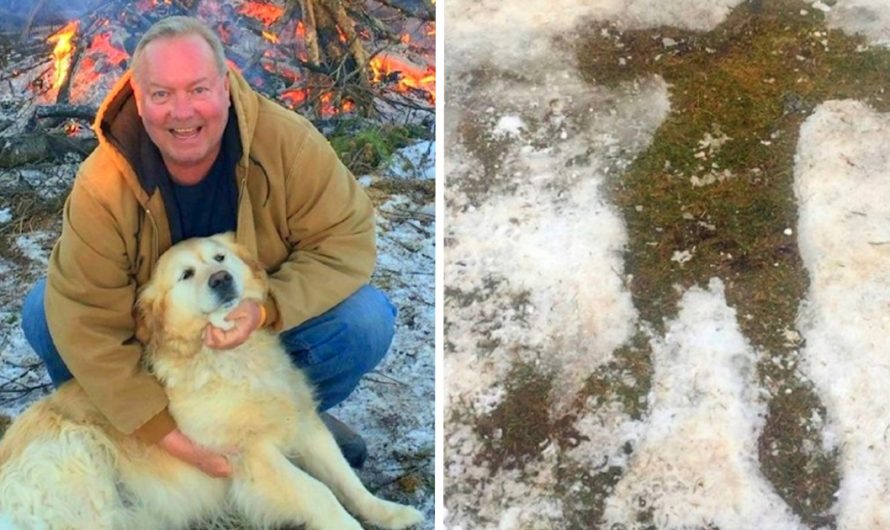 Golden Retriever Lay By Unconscious Proprietor For 20 Hrs Saving His Life