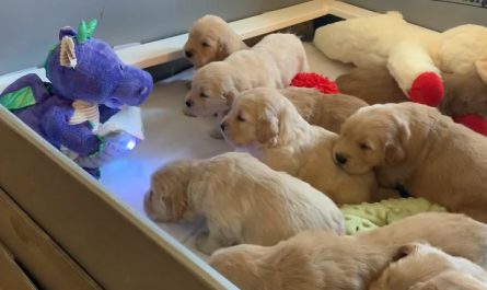 Golden Retriever Puppies Mesmerized By Storytelling Dragon Toy.